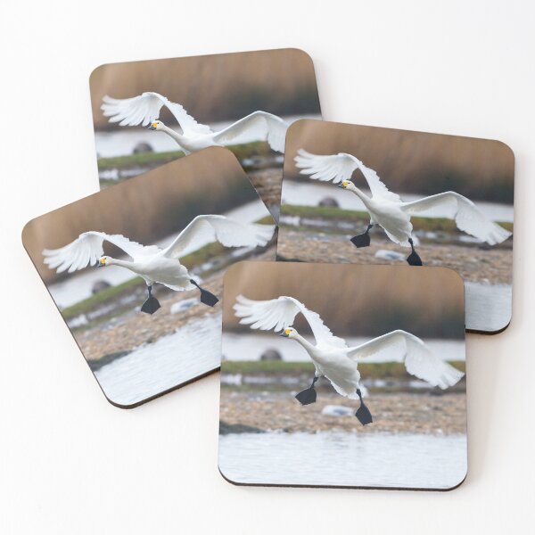 Item preview, Bewicks swan about to land on water with wings outspread designed and sold by Dalyndigital Photography.