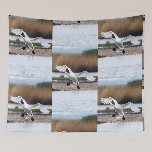Item preview, Bewicks swan about to land on water with wings outspread designed and sold by Dalyndigital Photography.