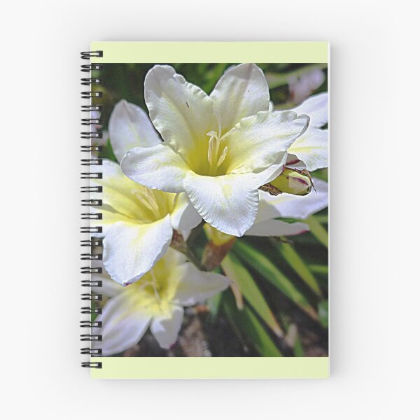 Item preview, Ixias, small Spring bulb designed and sold by EdsMum.