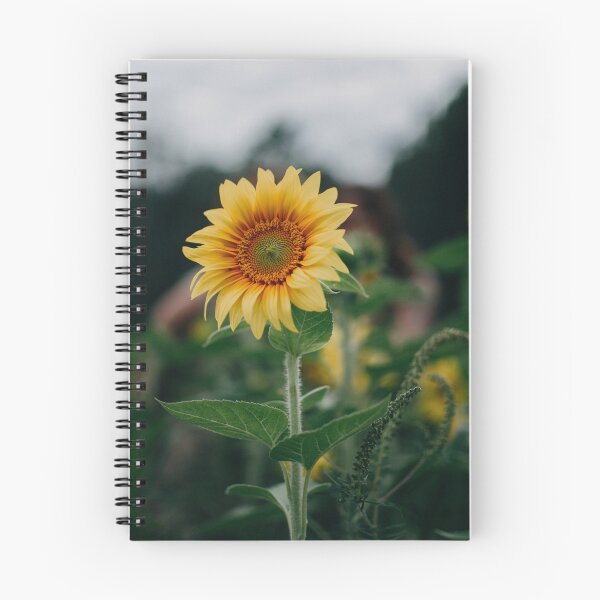 Aperçu de l'œuvre tournesol créée et vendue par Pareshkumar.