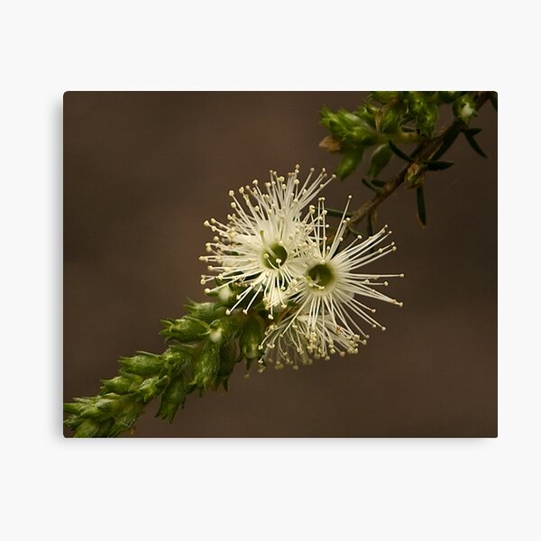 Item preview, Kunzea Ambigua designed and sold by Rosalie Dale.