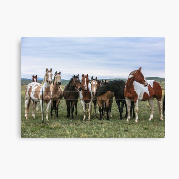 Los Colores Canvas Print