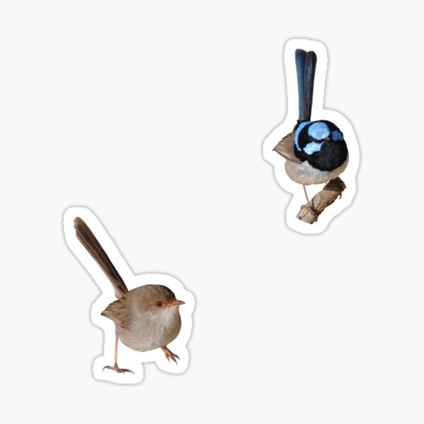 Superb Fairy-wrens male and female 2 Sticker