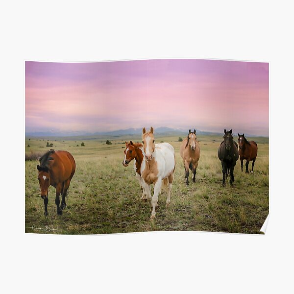 The Colors of Sunrise Poster