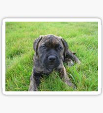 Bullmastiff brindle puppy laying in grass Sticker