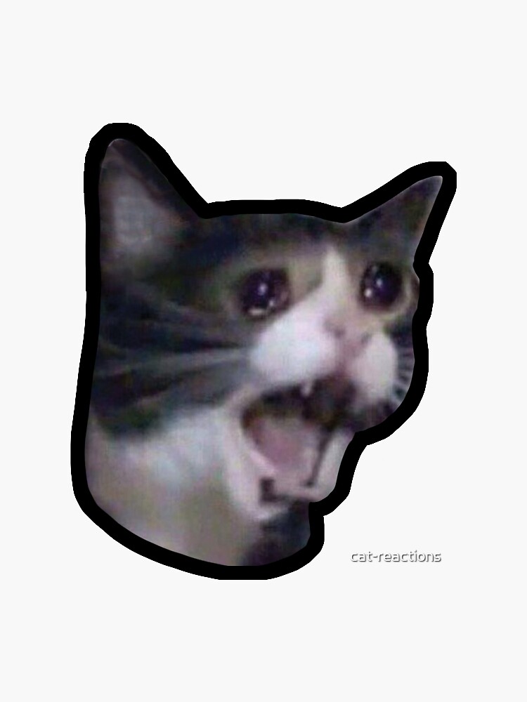 Cats Memes Meme Chonky Black Cat Crazy Screaming Crying Sad Cry