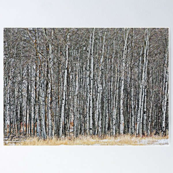 The Texture of a Birch Poster