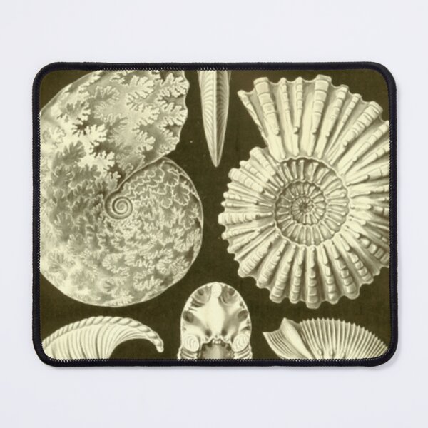 Item preview, Ammonite Fossils designed and sold by BlueSpecsStudio.