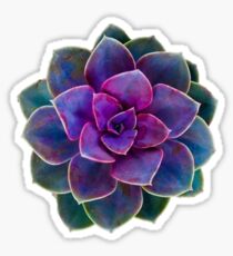Succulent Purple Sticker