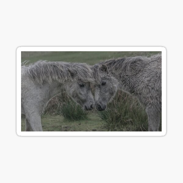 Two wild foals with their heads together Sticker