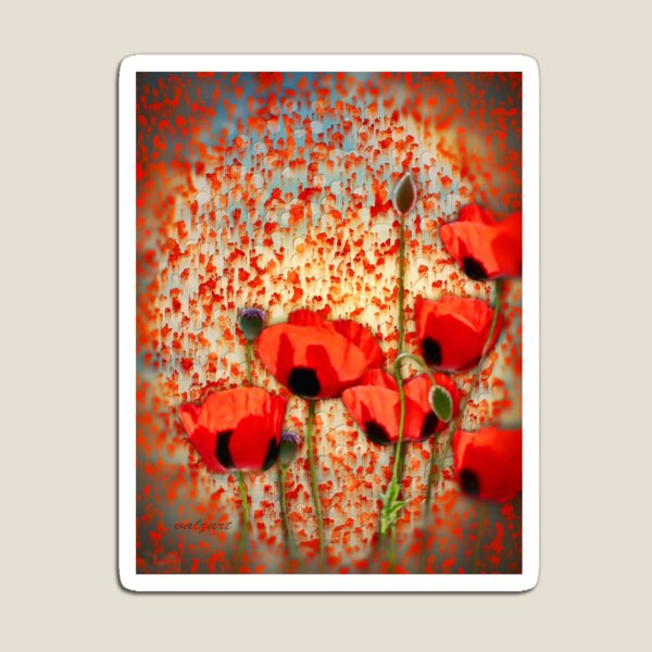 Flanders fields Magnet