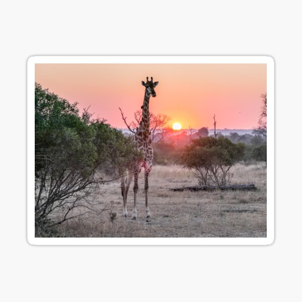 Vista previa del artículo con la obra «Chobe Jirafa al amanecer 1», diseñado y vendido por Christina Backus.