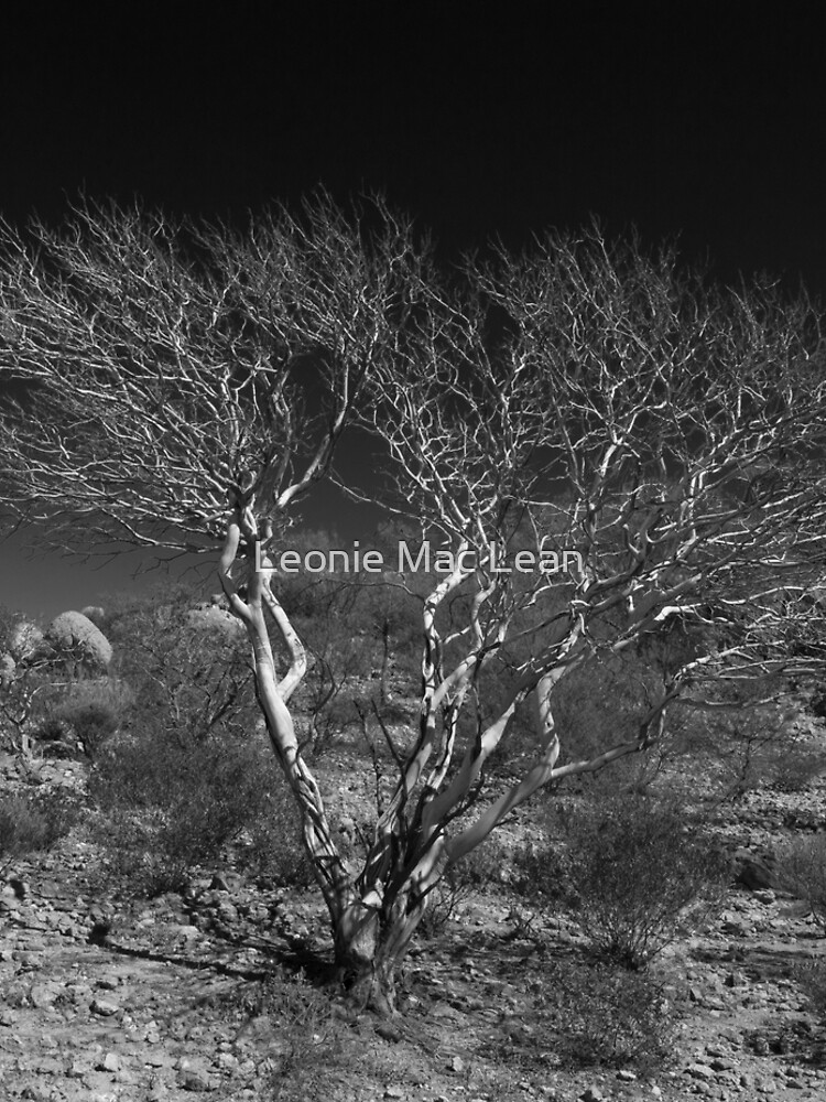 Outback Tree Acacia grasbyii minirichie, Black and white. by yallmia