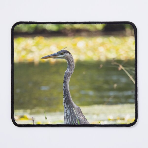 Artikelvorschau, Great Blue Heron in einem Teich entworfen und verkauft von jessicagoodsell.