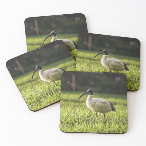 Item preview, Bin Chicken in the Sydney Sunset designed and sold by jessicagoodsell.