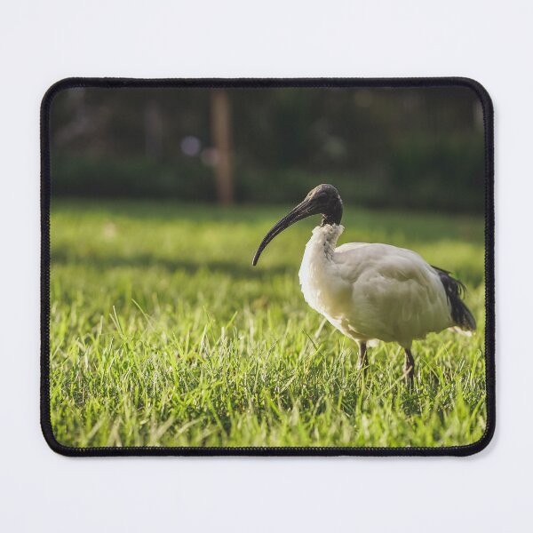 Item preview, Bin Chicken in the Sydney Sunset designed and sold by jessicagoodsell.