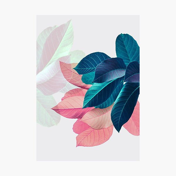Blue Pink Plant Leaf Photographic Print