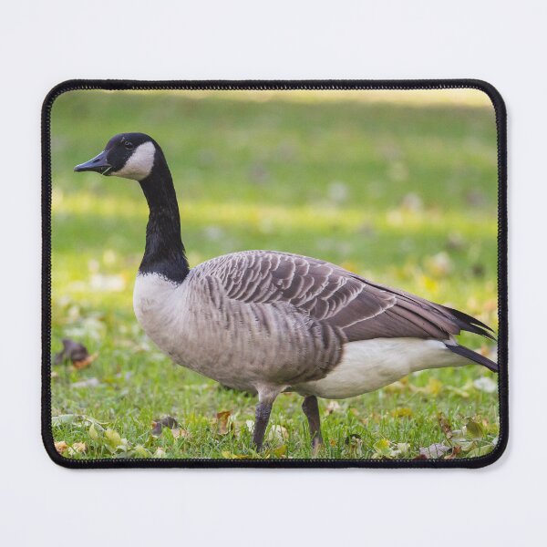 Item preview, Canada Goose, looking threatening, as usual designed and sold by jessicagoodsell.