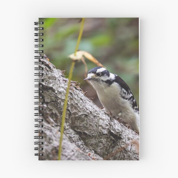 Item preview, Downy woodpecker, in front of a buffet of ants designed and sold by jessicagoodsell.