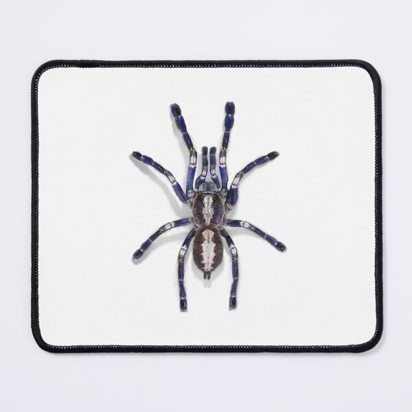 Item preview, Poecilotheria metallica ornament tarantula realistic spider art graphic on white designed and sold by Avicularious.