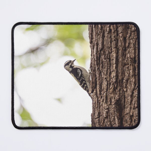 Item preview, Downy woodpecker, pecking wood designed and sold by jessicagoodsell.