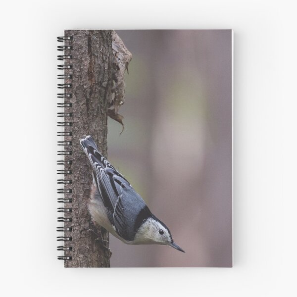 Item preview, White breasted nuthatch, hatching nuts designed and sold by jessicagoodsell.