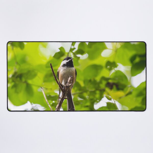 Item preview, Curious Black-capped chickadee in the trees designed and sold by jessicagoodsell.