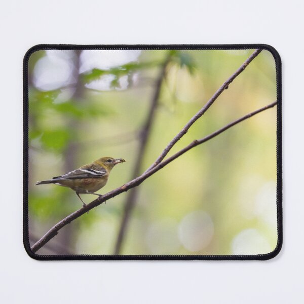 Item preview, Bay breasted warbler with a bug designed and sold by jessicagoodsell.
