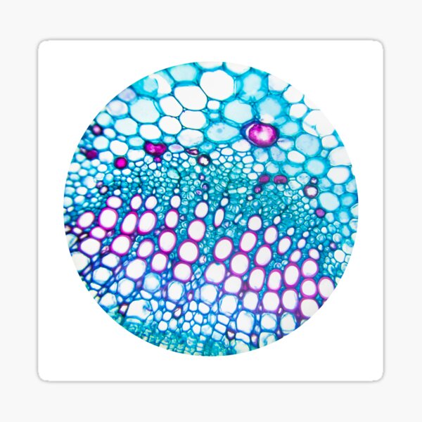 Gossypieae - Cotton Stem Photograph Sticker