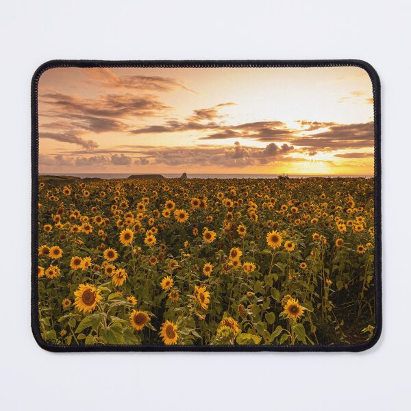 Item preview, Sunflower Field Rhossili, Gower designed and sold by Richard Morgan.