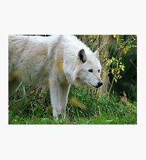 Arctic Wolf Photographic Print
