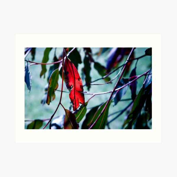 Red Leaf Art Print