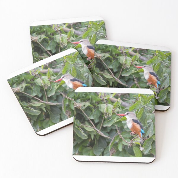 Item preview, Grey-Headed Kingfisher (Halcyon leucocephala) designed and sold by Yair Karelic.
