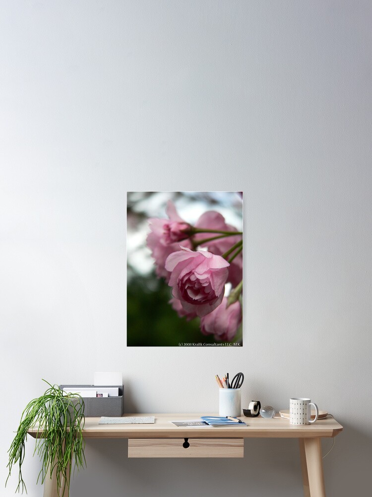 Imagen 2 de 3, Póster con la obra Pink Tree Blossoms, diseñada y vendida por KCGraphics.