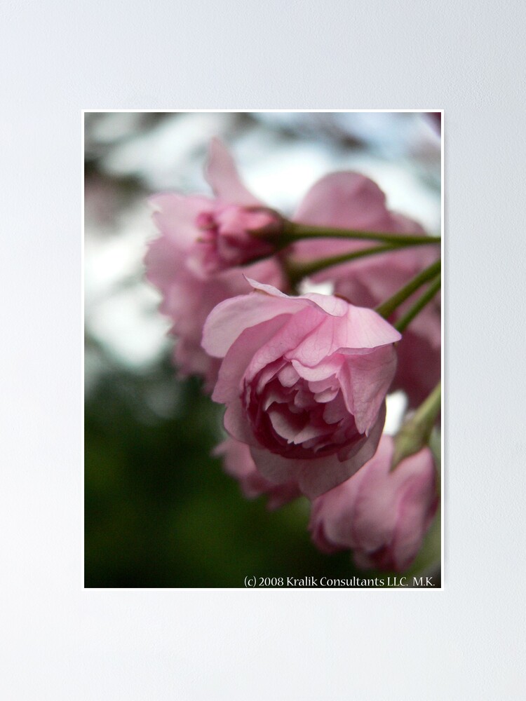 Imagen 1 de 3, Póster con la obra Pink Tree Blossoms, diseñada y vendida por KCGraphics.
