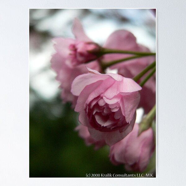 Item preview, Pink Tree Blossoms designed and sold by KCGraphics.