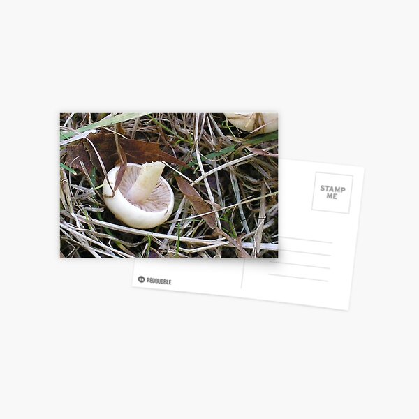 Tipping Point Postcard