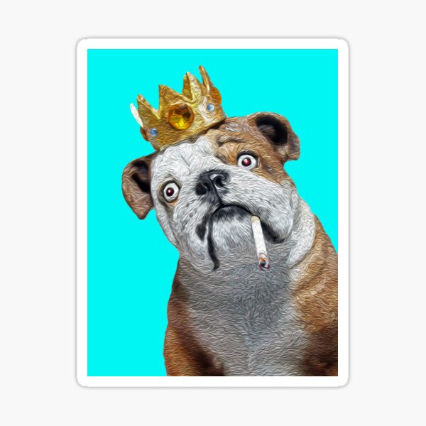 king-dog-turquoise-smoking-king-puppy-bulldog-king-smoking-dog