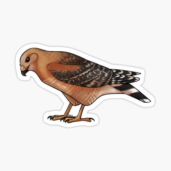 Item preview, Red Shouldered Hawk designed and sold by KeesKiwi.