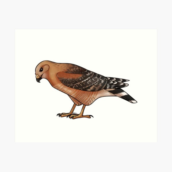 Item preview, Red Shouldered Hawk designed and sold by KeesKiwi.