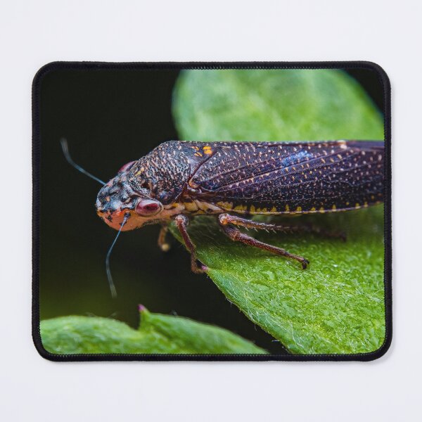 Item preview, Purple Sharpshooter Leafhopper - ProconiiniCicadellidae designed and sold by AronsTinySafari.