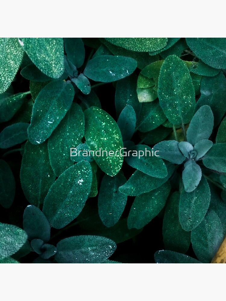 Salvia by BrandnerGraphic