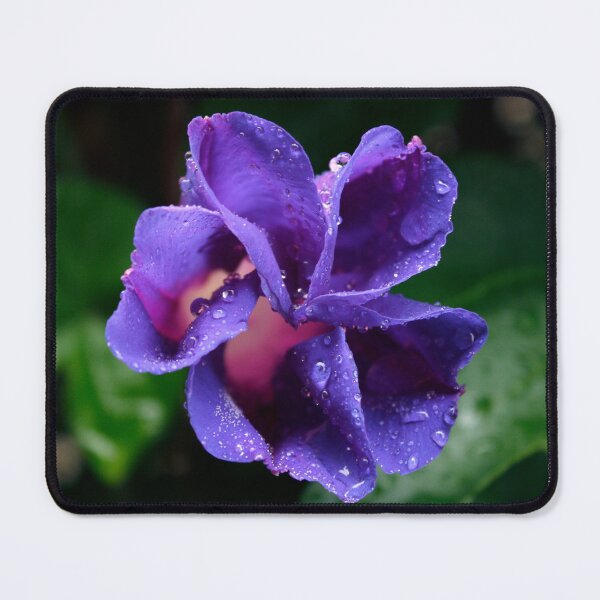 Item preview, Ipomoea purpurea designed and sold by iago rodriguez dopico.