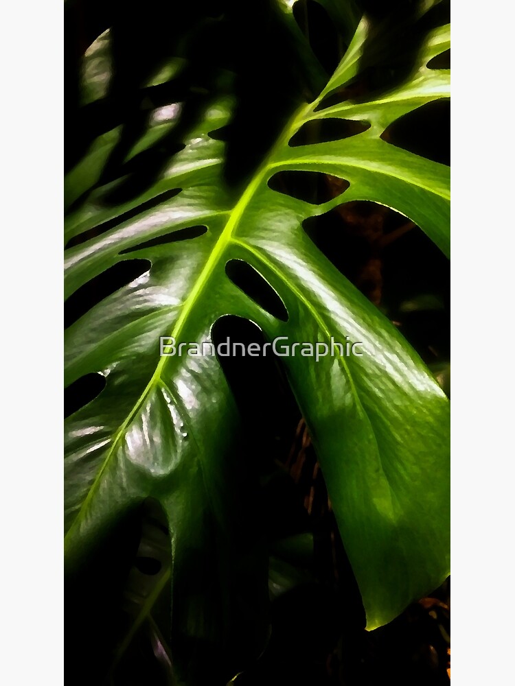 Monstera by BrandnerGraphic