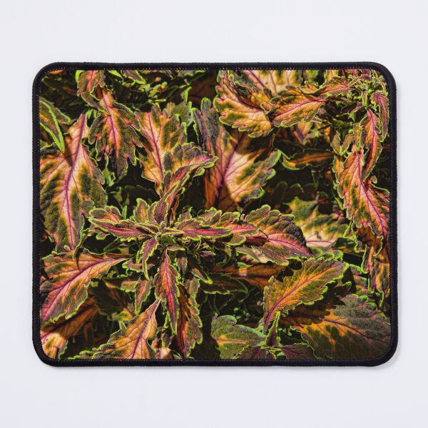 Item preview, Coleus Foliage designed and sold by alanathrower.