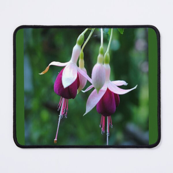 Item preview, fuchsias designed and sold by iago rodriguez dopico.