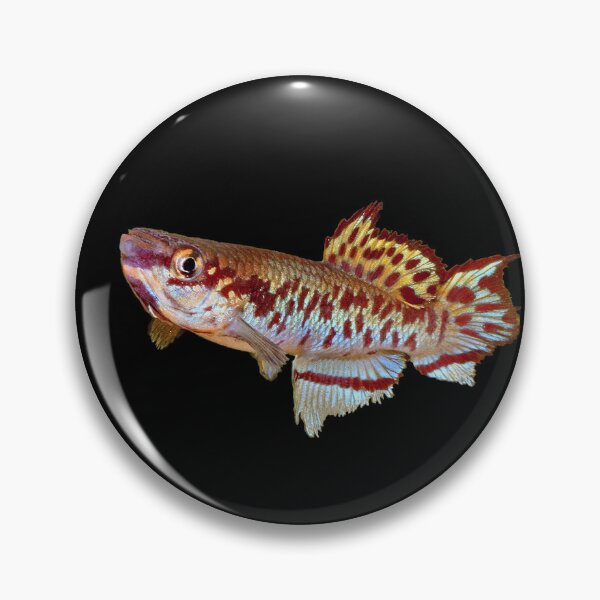 Item preview, Gulare Killifish designed and sold by killies.