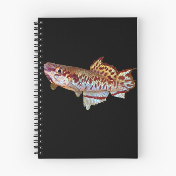 Item preview, Gulare Killifish designed and sold by killies.