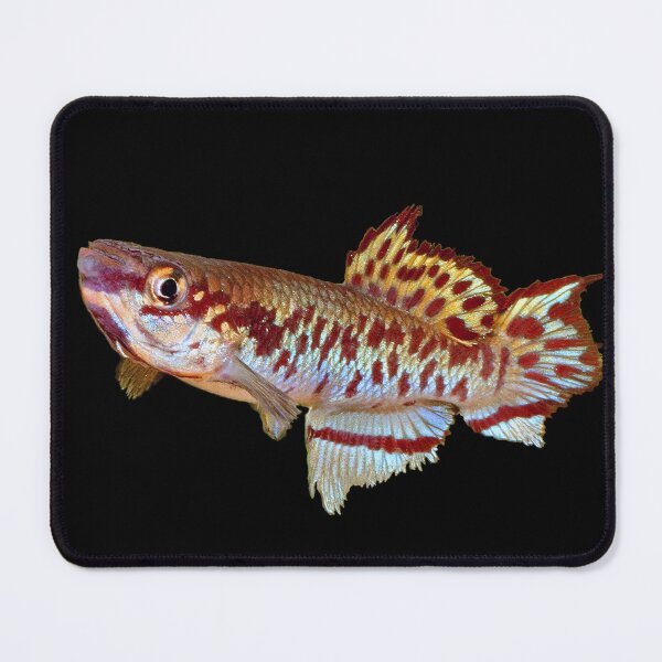 Item preview, Gulare Killifish designed and sold by killies.