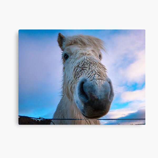 Icelandic Horse Metal Print